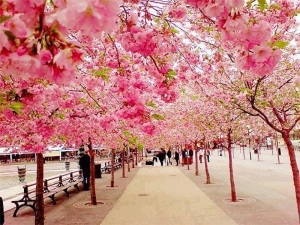 Cherry-Blossoms-Sakura-in-Japan3